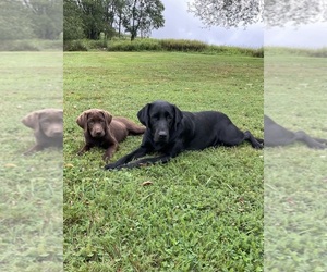 Labrador Retriever Litter for sale in SWANTON, MD, USA