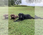 Small Labrador Retriever