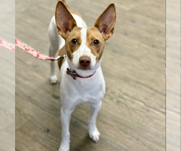 Medium Photo #10 Jack Chi Puppy For Sale in Canton, CT, USA