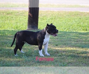 American Bully Puppy for sale in EL CAMPO, TX, USA