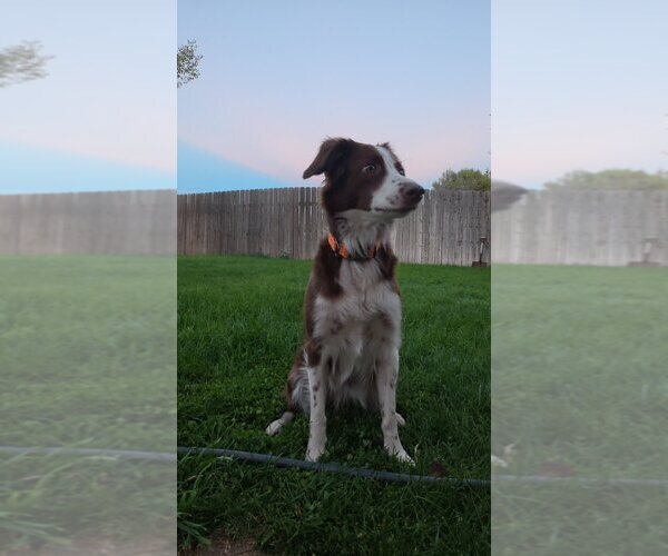 Medium Photo #1 Border-Aussie Puppy For Sale in GYPSUM, CO, USA