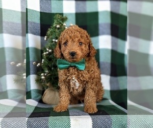 Goldendoodle (Miniature) Puppy for sale in KIRKWOOD, PA, USA