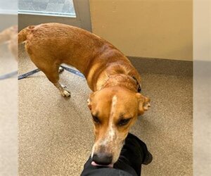 English Coonhound-Unknown Mix Dogs for adoption in Louisville, KY, USA