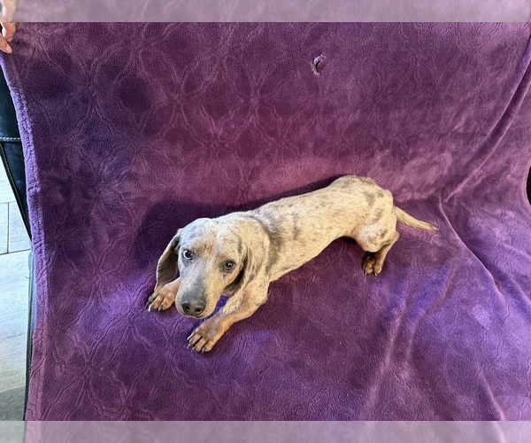 Medium Photo #1 Dachshund Puppy For Sale in BLMGTN, IN, USA
