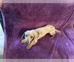 Small Photo #1 Dachshund Puppy For Sale in BLMGTN, IN, USA