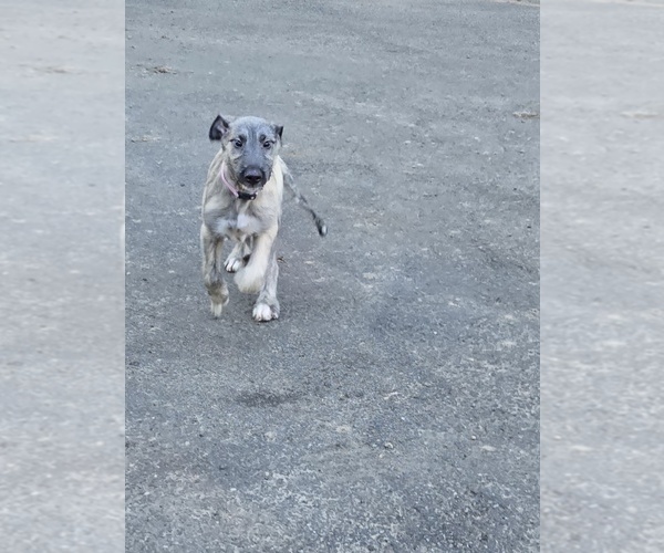 Medium Photo #1 Irish Wolfhound Puppy For Sale in AMBOY, WA, USA