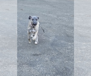 Irish Wolfhound Puppy for sale in AMBOY, WA, USA