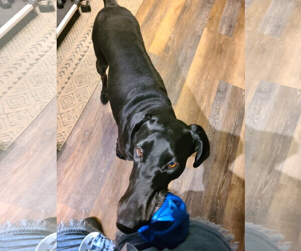 Medium Photo #2 Doberman Pinscher Puppy For Sale in Minneaoplis, MN, USA
