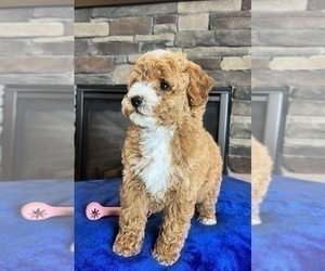 Goldendoodle (Miniature) Dog for Adoption in NOBLESVILLE, Indiana USA