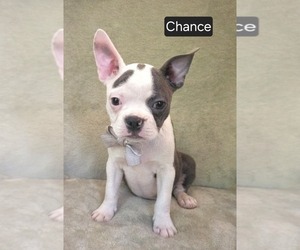 Boston Terrier Puppy for sale in MINERAL WELLS, WV, USA