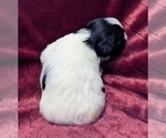 Small #7 Havanese