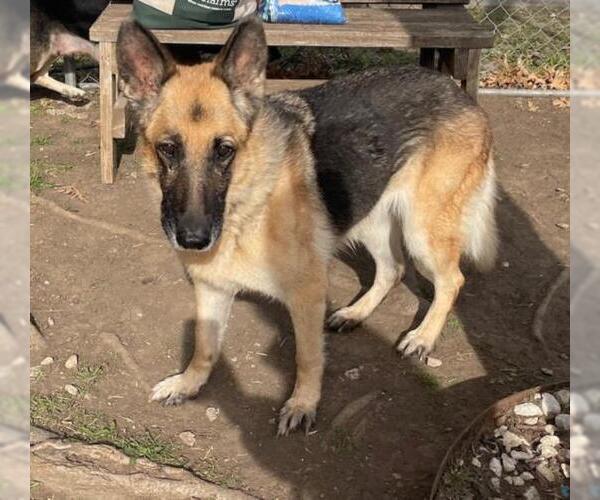 Medium Photo #1 German Shepherd Dog Puppy For Sale in Tulsa, OK, USA
