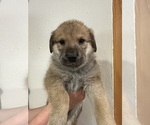 Small Photo #8 German Shepherd Dog-Great Pyrenees Mix Puppy For Sale in DULUTH, MN, USA