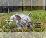 Small #7 French Bulldog
