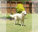 Small #2 Great Pyrenees