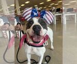 Small #10 American Pit Bull Terrier