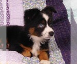 Small Photo #1 Miniature Australian Shepherd Puppy For Sale in CINCINNATI, OH, USA