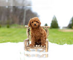 Puppy 9 Poodle (Toy)