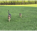 Small #8 German Shepherd Dog Mix