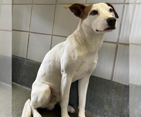 Medium Photo #1 Mutt Puppy For Sale in San Antonio, TX, USA