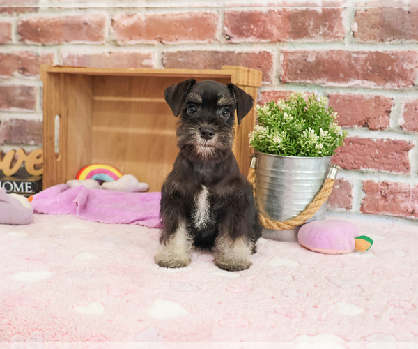 Medium Photo #18 Schnauzer (Miniature) Puppy For Sale in SYRACUSE, IN, USA