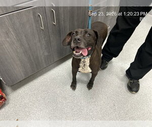 American Pit Bull Terrier Dogs for adoption in Ocala, FL, USA