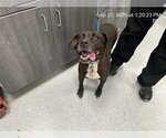 LOKI - Female American Pit Bull Terrier Dog for Adoption - Small photo