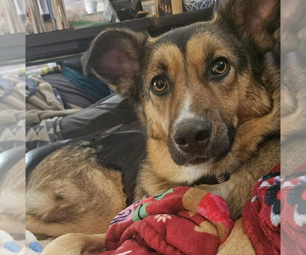 Medium Photo #2 German Shepherd Dog-Unknown Mix Puppy For Sale in Spring Lake, NC, USA