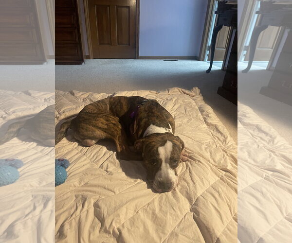 Medium Photo #11 Mutt Puppy For Sale in Crete, IL, USA