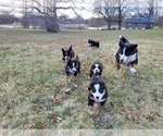 Small Photo #14 Bernese Mountain Dog Puppy For Sale in WATERFORD, MI, USA