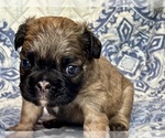 Small #2 French Bulldog