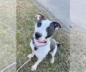 Mutt Dogs for adoption in Forestville, MD, USA