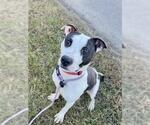 ALVIN - Male Mutt Dog for Adoption - Small photo