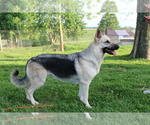 Small #25 German Shepherd Dog