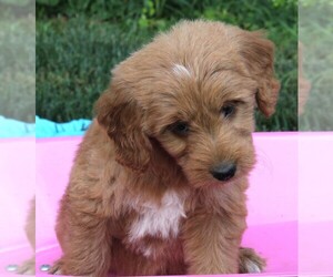 Goldendoodle (Miniature) Puppy for sale in FREDERICKSBURG, OH, USA