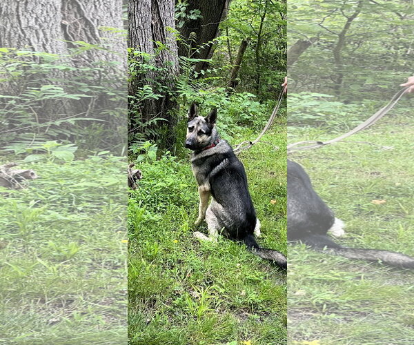 Medium Photo #9 German Shepherd Dog Puppy For Sale in Centreville, VA, USA