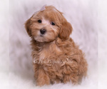 Small #5 Maltipoo (Toy)