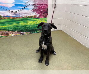 Dutch Shepherd -Unknown Mix Dogs for adoption in Moreno Valley, CA, USA