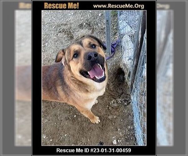 Medium Photo #5 German Shepherd Dog-Unknown Mix Puppy For Sale in Benton, PA, USA
