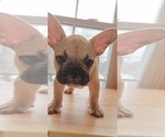 Small Photo #12 French Bulldog Puppy For Sale in MANHATTAN, NY, USA