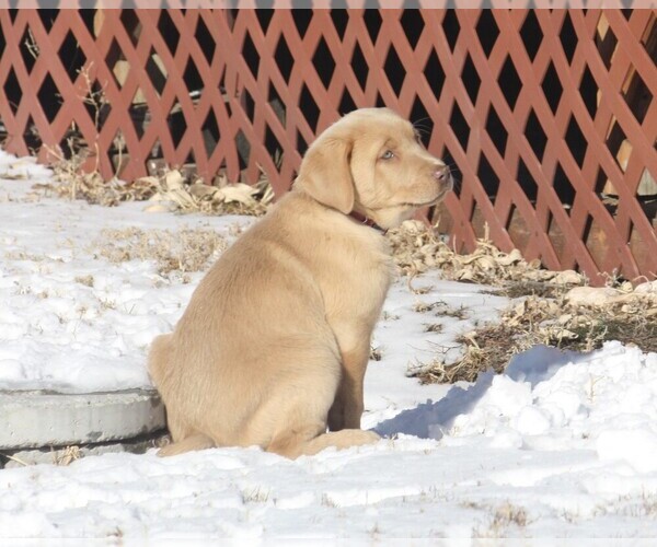 Medium Photo #10 Labrador Retriever Puppy For Sale in VONA, CO, USA