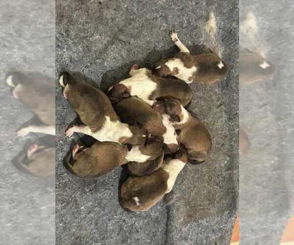 Medium Photo #3 Collie Puppy For Sale in HIGH POINT, NC, USA