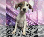 Small #1 Doberman Pinscher-Pointer Mix