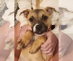 Small Photo #5 Boxer-Unknown Mix Puppy For Sale in Sandy, UT, USA