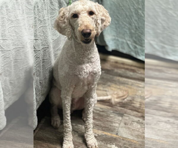 Medium Photo #3 Poodle (Standard) Puppy For Sale in Sioux Falls, SD, USA