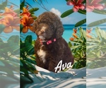 Image preview for Ad Listing. Nickname: Ava