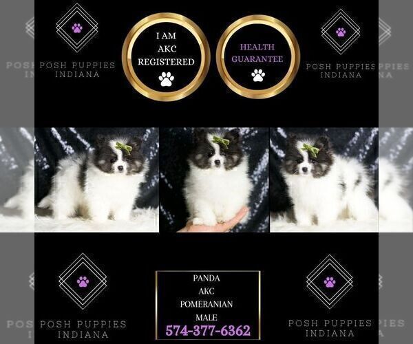 Medium Photo #2 Pomeranian Puppy For Sale in WARSAW, IN, USA