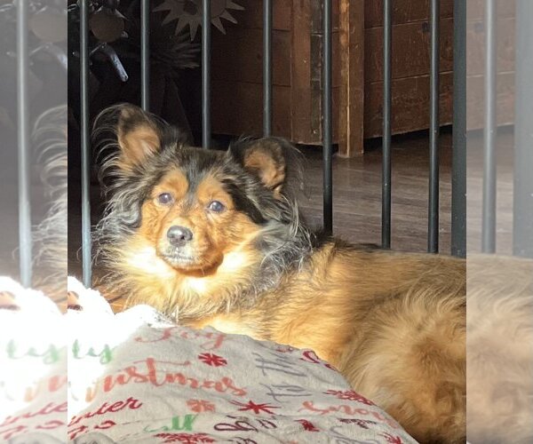 Medium Photo #14 Spaniel-Unknown Mix Puppy For Sale in Boonton, NJ, USA