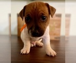 Small Photo #10 Jack Russell Terrier Puppy For Sale in FORT PIERCE, FL, USA