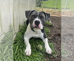 American Staffordshire Terrier Dogs for adoption in Petaluma, CA, USA